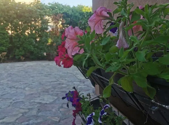 House Leyla 招待所 4*