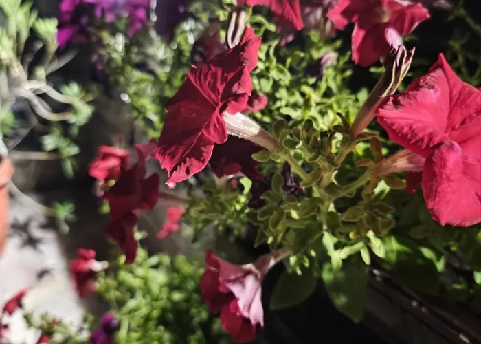 House Leyla 招待所 4*